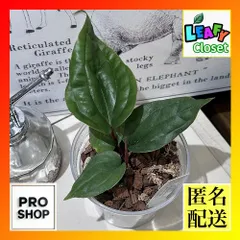 2025年最新】anthurium luxuriansの人気アイテム - メルカリ