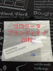 【極美苗】マジーさん苗　札付き　コロラータブランディティ×50コロラータ　希少 2025年最新】コロラータブランディティの人気アイテム - メルカリ