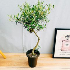 ［現品］15番　創樹　オリーブ　ネバディロブランコ　6号　観葉植物  屋外　ベランダ  souju オリーブの木