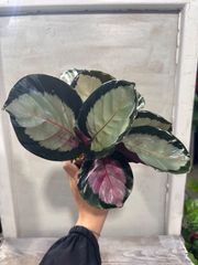 カラテア　ロゼオピクタ　ロージー① 3.5号　鉢底から約23cm 9月25日撮影現品　豊中市より出品　まとめて依頼歓迎