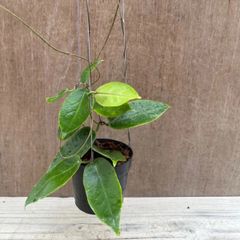 Tuk5aKo4TRWpySBXzp4zJh.jpg@jpg