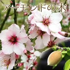 でっかい実付き　アーモンドの木★実はうまく花は美しい魅惑の落葉果樹★９号特大苗