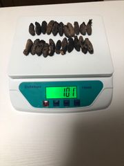 工場直売 関西産A級品 乾燥赤なまこ  100g20本(計量時100g22本)