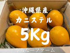 タイムSALE！1日数量限定！農家直送、沖縄カニステル5Kg (箱込み)