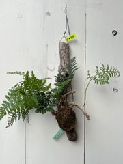 P1346 ビカクシダ ウィリンキーシルバーフェニックス P. Willinckii cv