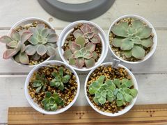 多肉植物　ケーレス実生小苗　原種3種10苗セット！①