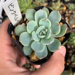 ピンクベルベット　抜き苗　多肉植物　モフ多肉　エケベリア