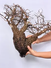 2025年最新】パキプス ベアルートの人気アイテム - メルカリ