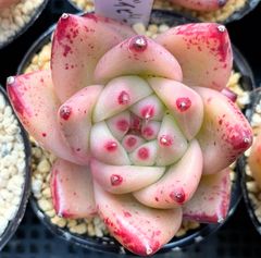 ラッキーベイビー　韓国苗　多肉植物