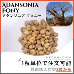 【種子】バオバブ アダンソニア フォニー / セット割あり 数量3粒から