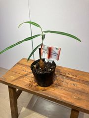 ボトルツリー　ルスペトリス　3寸　２鉢セット販売　観葉植物　インテリア　グリーン　オシャレ　シンプル　リビング　飾り　オフィス　ショップ　カフェ　可愛い