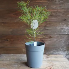 バンクシア　ヘアピン　ロブル　お得セット！ バンクシア ヘアピン ロブル お得セット！② - メルカリ