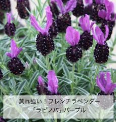 フレンチラベンダー　ラビノバ　パープル２苗（３寸ポット）ハーブ　ラベンダー苗　スパニッシュラベンダー苗　花苗
