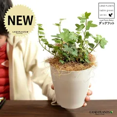 【お試し】 アイビー（ダックフット） 4号 プラスチック鉢 白色 【ココファイバー】白 ホワイト アヒル あひる 家鴨 ダック フ