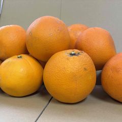 静岡　細江産　訳ありネーブルオレンジ（品種　森田）約7ｋｇ