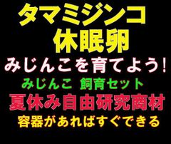 夏休み自由研究　 ミジンコを育てよう!　　みじんこ 飼育セット