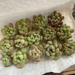 多肉植物パールビーン 抜き苗 - メルカリ 多肉植物パールビーン 抜き苗 - メルカリ