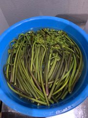 クール便　北海道産アク抜き済みワラビ1kg