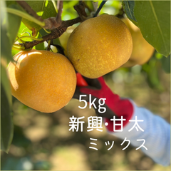 梨　新興　甘太　埼玉県産　約5㎏　詰め合わせ
