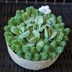 ちい　ラブリーローズ 鉢ごと そのまま メルカリ便 多肉植物 ラブリーローズ 鉢ごと 葉挿し メルカリ便 - メルカリ