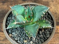Agave Titanota アガベ チタノタ 夕映 老白鯨 子株 丹波焼陶器 発根済み 送料込み