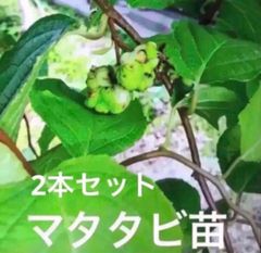 発根済み マタタビ 挿し木苗 チビ苗 抜き苗1本＋おまけ1本