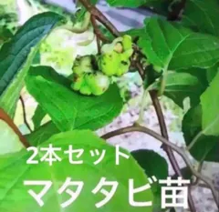 マタタビ　挿し木苗　チビ苗ポットごと　２本入り× 35＋おまけ5セット￼ マタタビ 挿し木苗 チビ苗ポットごと 2本入り× 35＋おまけ5
