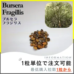 2025年最新】ブルセラの人気アイテム - メルカリ