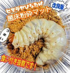 割れてるオオヒラタケ菌床ブロック【12ブロックセット】カブトムシ幼虫