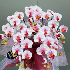 胡蝶蘭S/5F/絞り赤（造花）　高約50×幅40　光触媒コーティング