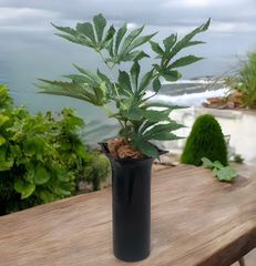 光触媒 大麻 フェイクグリーン マリファナ 人工観葉植物 お手手