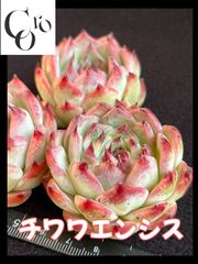 コロ多肉♬︎* 通常営業中❣️ - メルカリShops コロ多肉♬︎* 通常営業中❣️ - メルカリShops