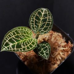 Jewel orchid (ジュエルオーキッド)