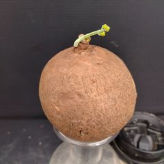 K303【最新到着】Stephania エレクタ（抜き苗）【塊根植物】ステファニア　エレクタ
