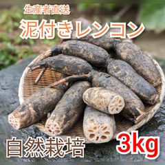 愛知産！ 自然栽培レンコン 土付き蓮根 3kg れんこん 無農薬野菜 生産者直送