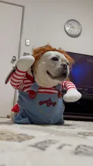 チャッキー犬服、コスプレ衣装、楽しい犬の服、ハロウィーンのコスプレ、ハロウィンのサムネイル