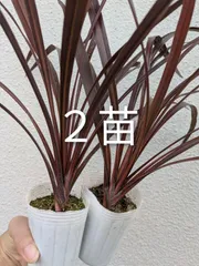 2025年最新】コルジリネレッドスターの人気アイテム - メルカリ