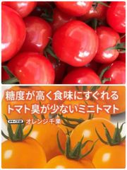 郡築‐二水ミニトマト高栄養リコピン、ビタミンC、カロテンが一般的な