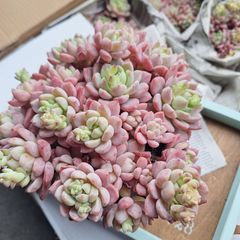 ☆スモールピーチ☆特大群生　多肉植物