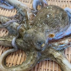 タコ　限定値下げ　生タコ　獲れたて　新鮮活魚　瀬戸内海大野産