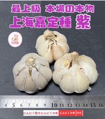 2024年物　上海嘉定種紫　9球分　中国にんにくの最高峰かも　バラして　にんにくひめ