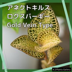 ジュエルオーキッド　アネクトキルス・ロクスバーギー　'Gold Vein Type' アノエクトキルス　anoectochilus ゴールドベインタイプのサムネイル