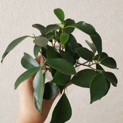 ガジュマル　挿し木　3本