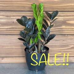 セール中！ 美品①ザミオクルカス◎レイヴン◎観葉植物◎インテリア 鉢植え
