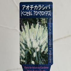 【グラス】アオチカラシバ（ペニセタム・アロペクロイデス）　3号ラベル苗