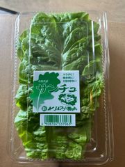 徳島.香川県産　サンチュ　20入　★3