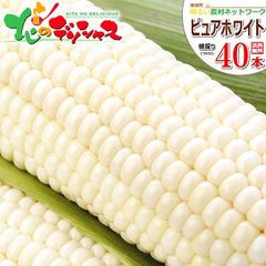 【予約/8月中旬(8月15日)頃～出荷予定】北海道 南幌町産 ピュアホワイトSP 40本入り とうもろこし 朝採り 甘い トウモロコシ スイートコーン 残暑見舞い 野菜 ギフト 贈り物 お祝い 内祝い プレゼント ご家庭用 北海道 グルメ お取り寄せ
