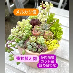 ☆多肉植物カット苗詰め合わせ☆このまま飾れません☆自分で寄せ植え☆エケベリア小苗☆セダムカット苗☆パープルヘイズ☆