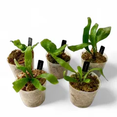 2025年最新】ビカクシダ 苗 セットの人気アイテム - メルカリ