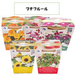 【新品未使用！箱あり！】ウタネ プチフルール 栽培キット 簡単 自宅でできる 自宅栽培 エコ ベランダ 栽培 野菜 育てる 小さい 花 部屋 種 説明動画付き 園芸 園芸用品 母の日 自由研究